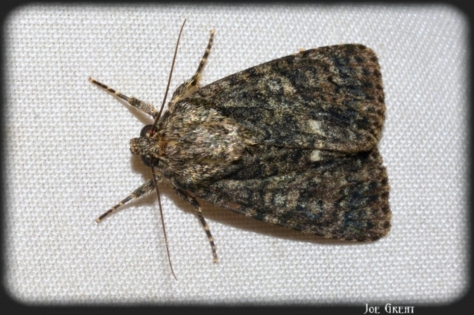 Acronicta rumicis - sóska-szigonyosbagoly