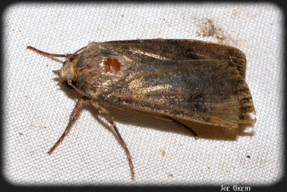 Agrotis segetum - vetési földibagoly