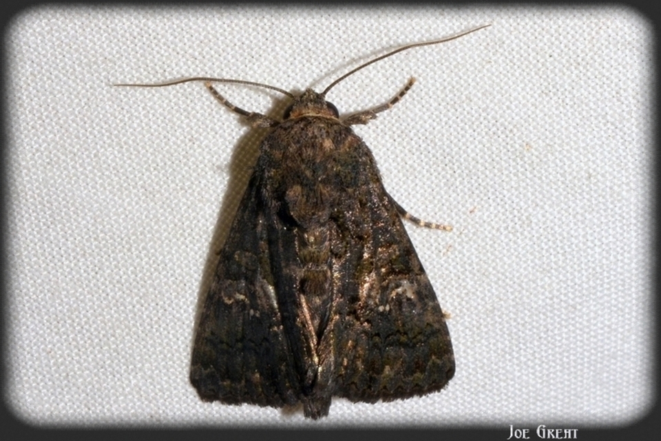 Anophia leucomelas - déli folyófűbagoly