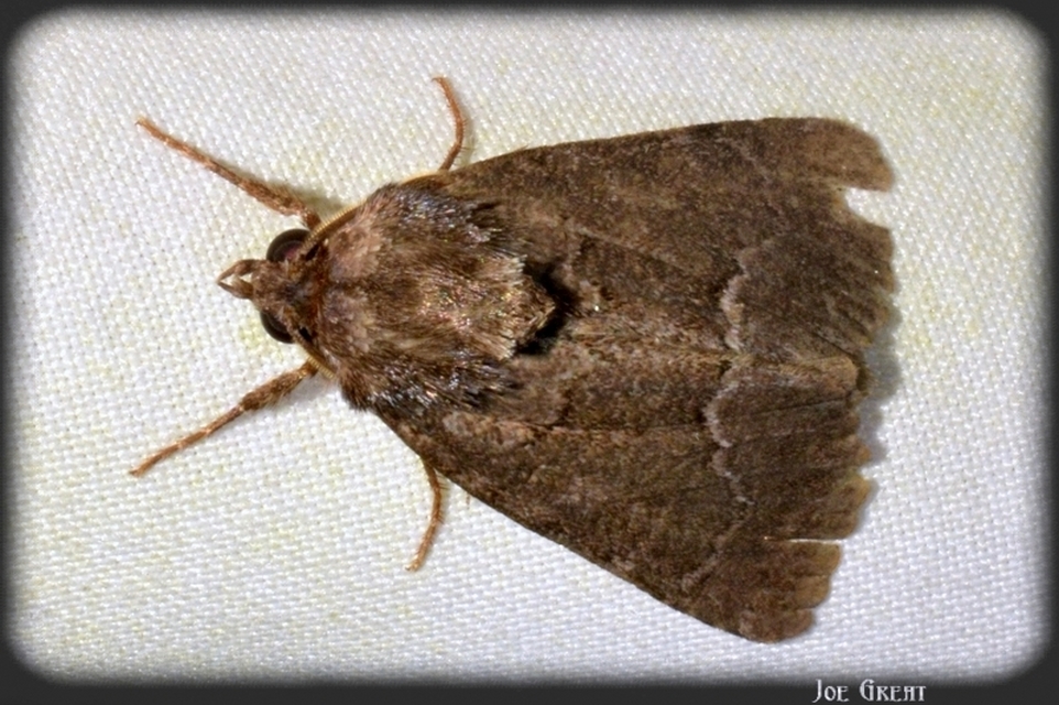 Thalpophila matura - fakó erdeibagoly
