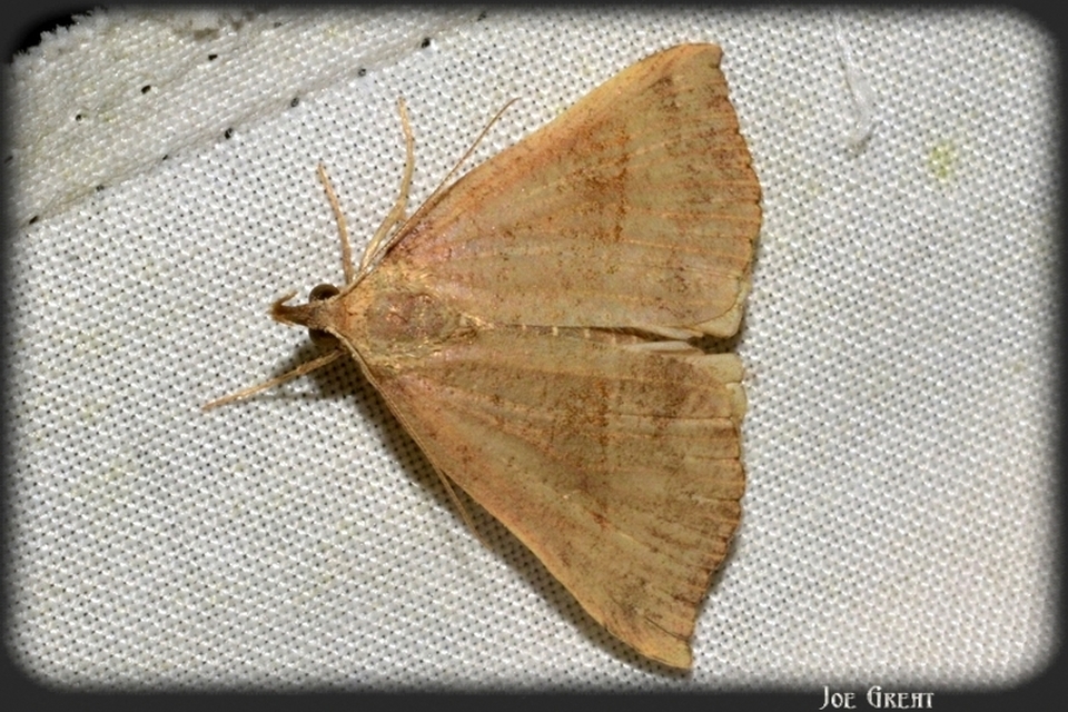 Hypena proboscidalis - ormányos karcsúbagoly