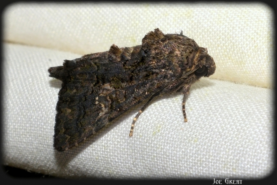 Anophia leucomelas - déli folyófűbagoly