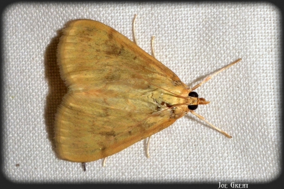 Ostrinia nubilalis - kukoricamoly