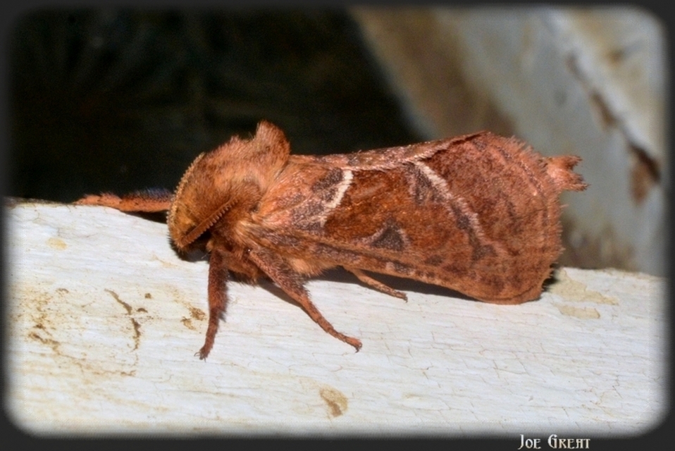 Triodia sylvina - kis gyökérrágólepke