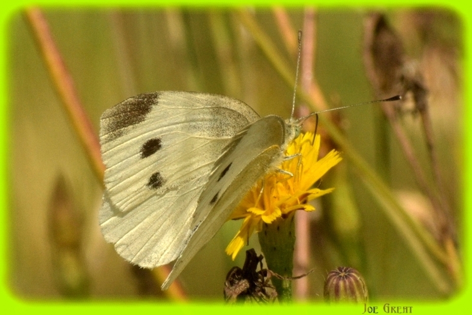 Pieris rapae - répalepke