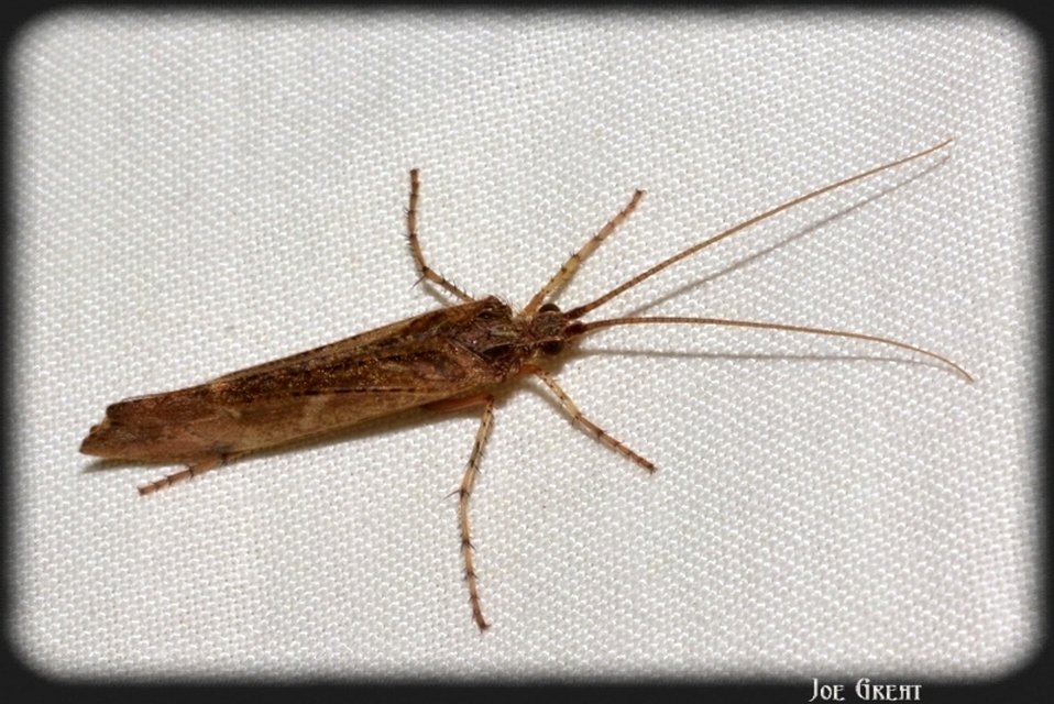 Trichoptera - Tegzesek