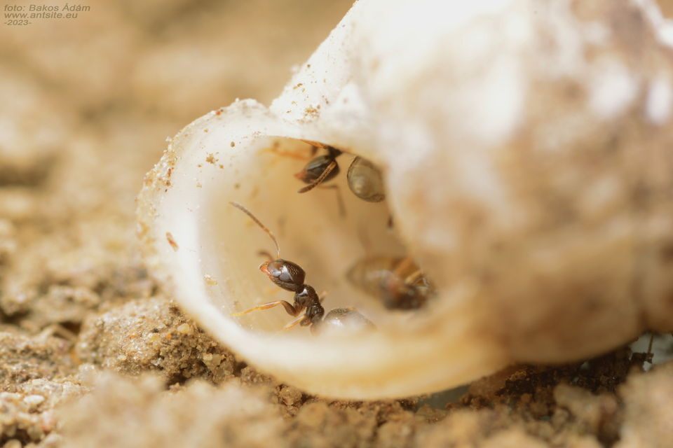 Plagiolepis pygmaea - lapos törpehangya