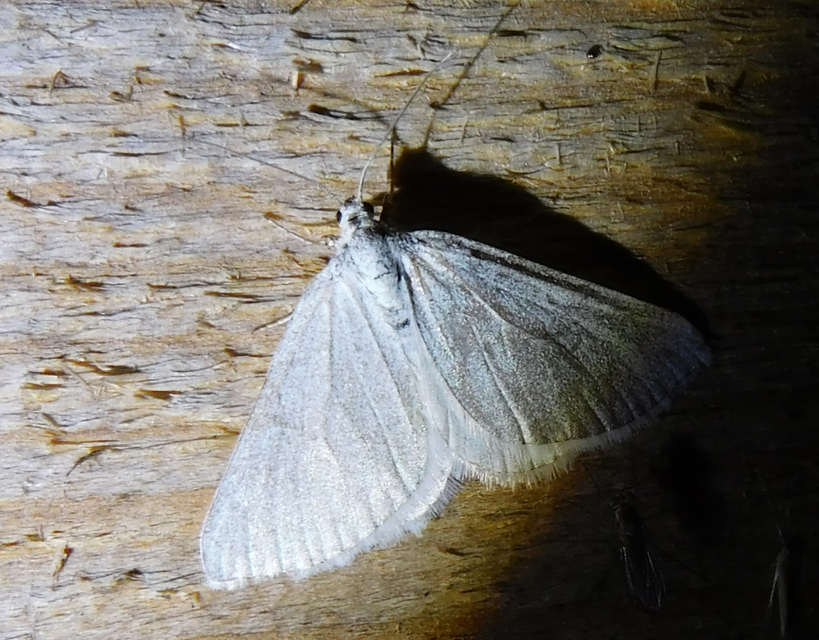 Lithostege griseata - szürke araszoló