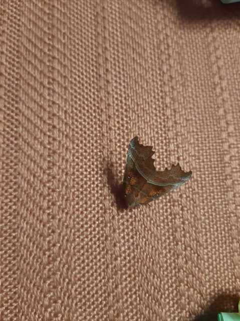 Scoliopteryx libatrix - vörös csipkésbagoly