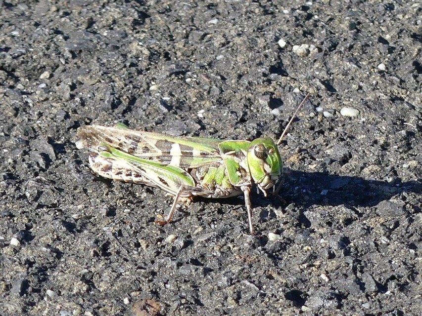Oedaleus decorus - szalagos sáska