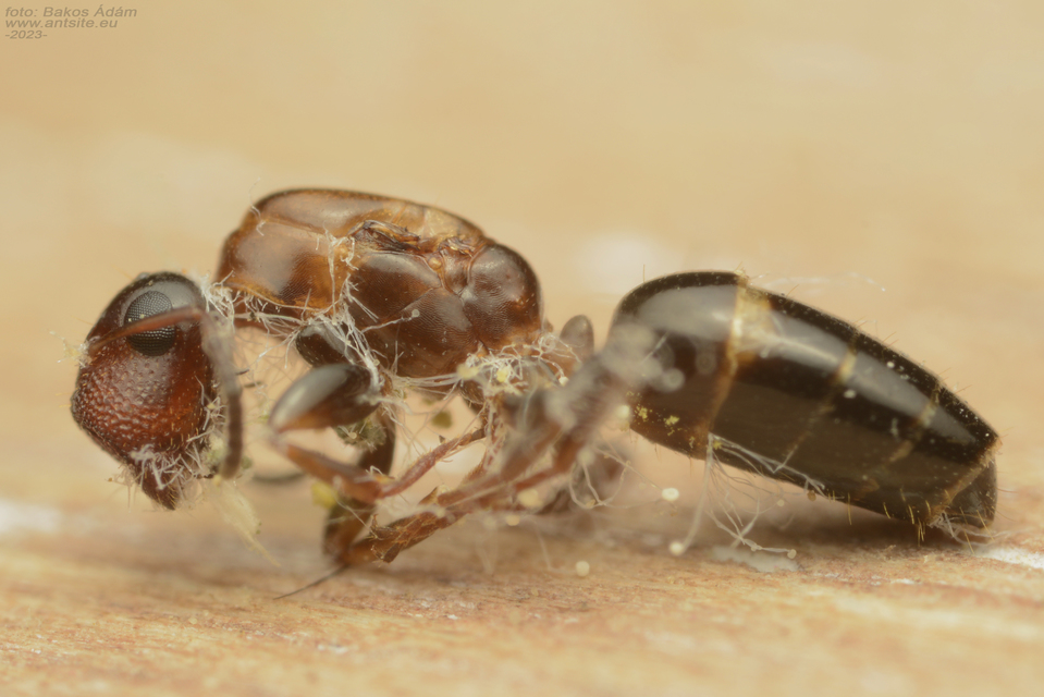 Colobopsis truncata - kapushangya