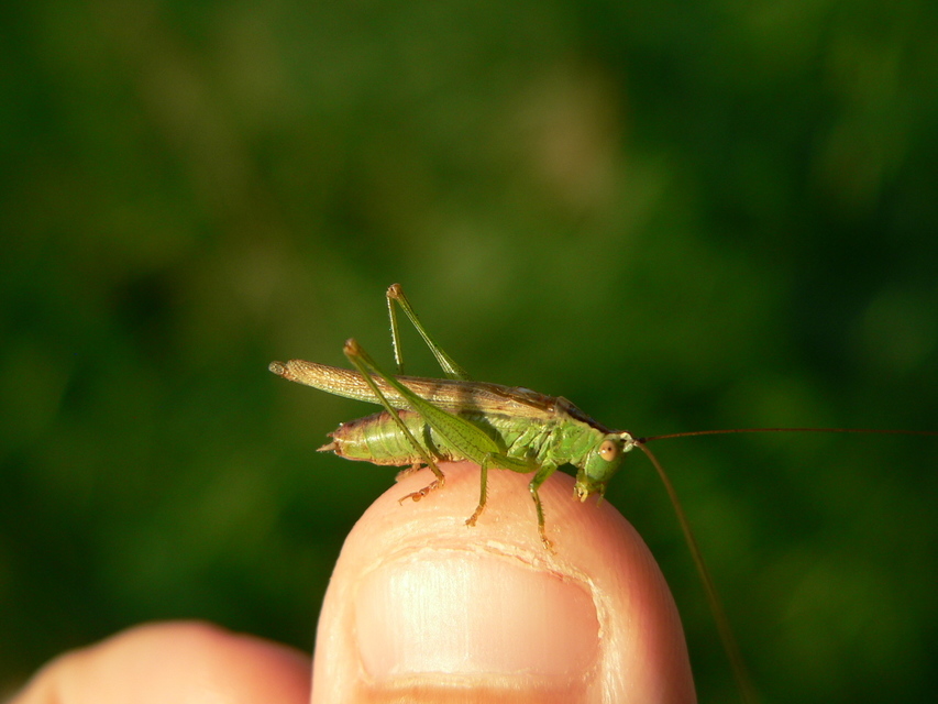 Conocephalus fuscus - kis kúpfejűszöcske