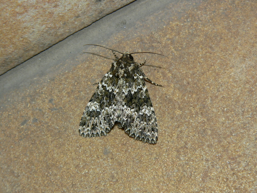 Polymixis polymita - kankalin-tarkabagoly