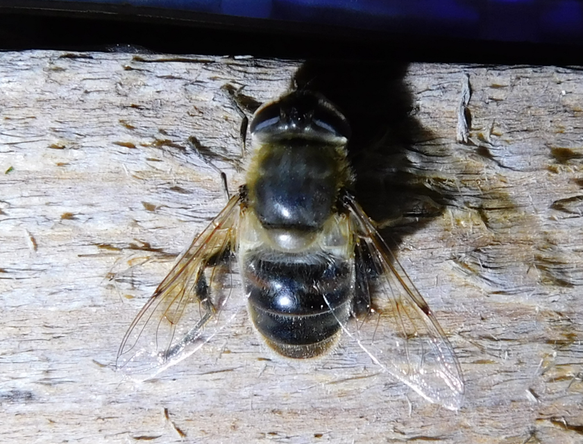 Eristalis tenax - közönséges herelégy