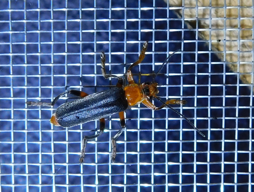 Cantharis livida - mezei lágybogár