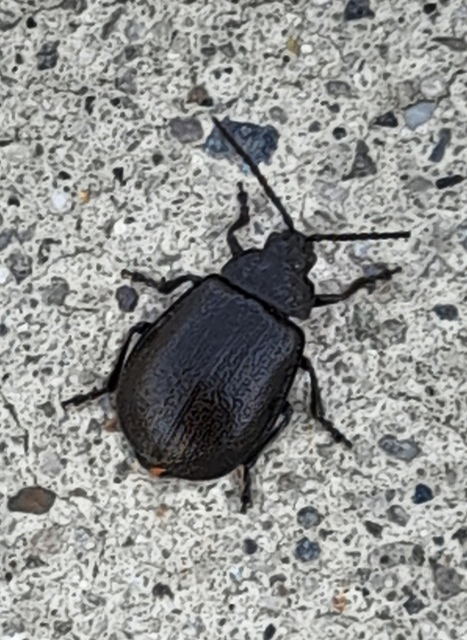 Galeruca tanaceti - fekete olajosbogár