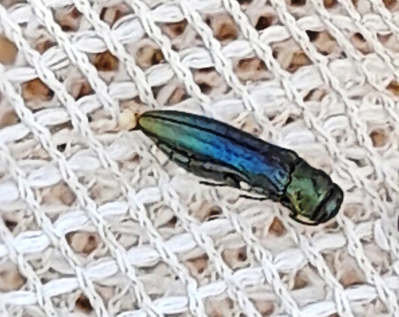 Agrilus albogularis - üröm-karcsúdíszbogár