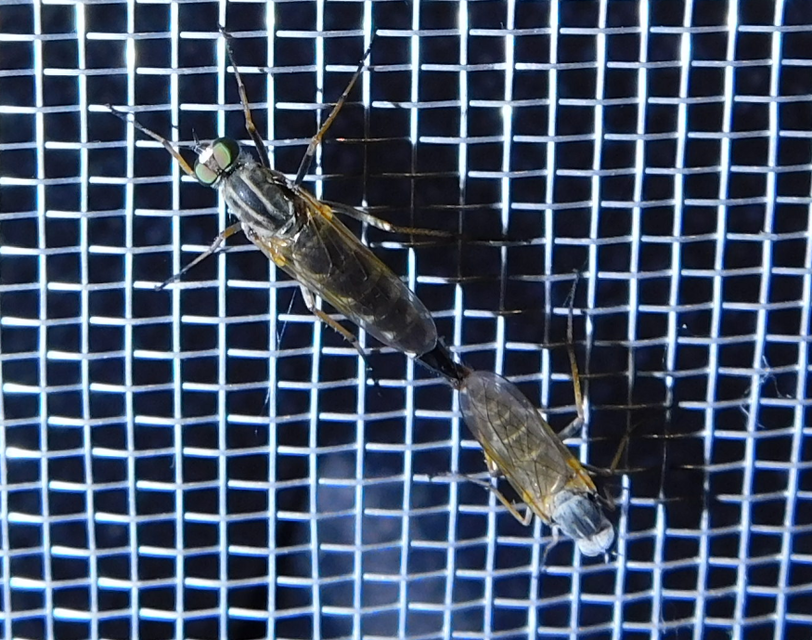 Therevidae - tőröslegyek