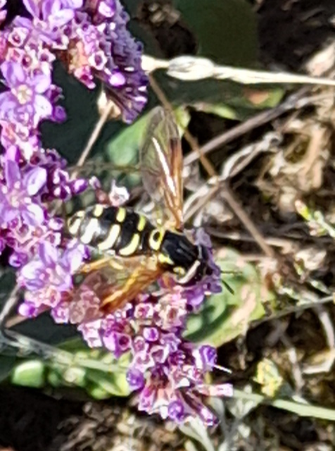 Chrysotoxum