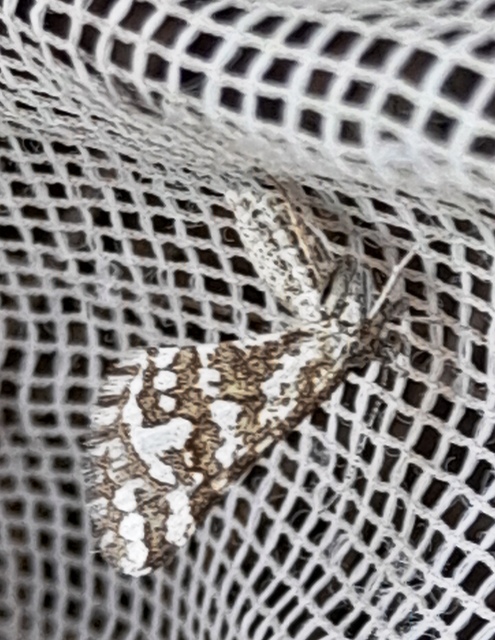 Narraga fasciolaria/tessularia