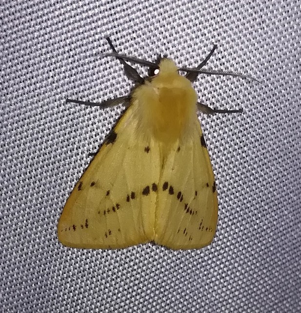 Spilarctia lutea - sárgás medvelepke