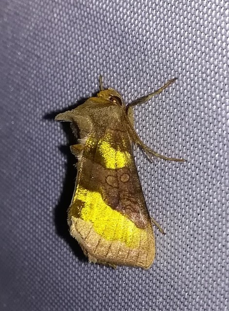 aranybagoly - Diachrysia chrysitis