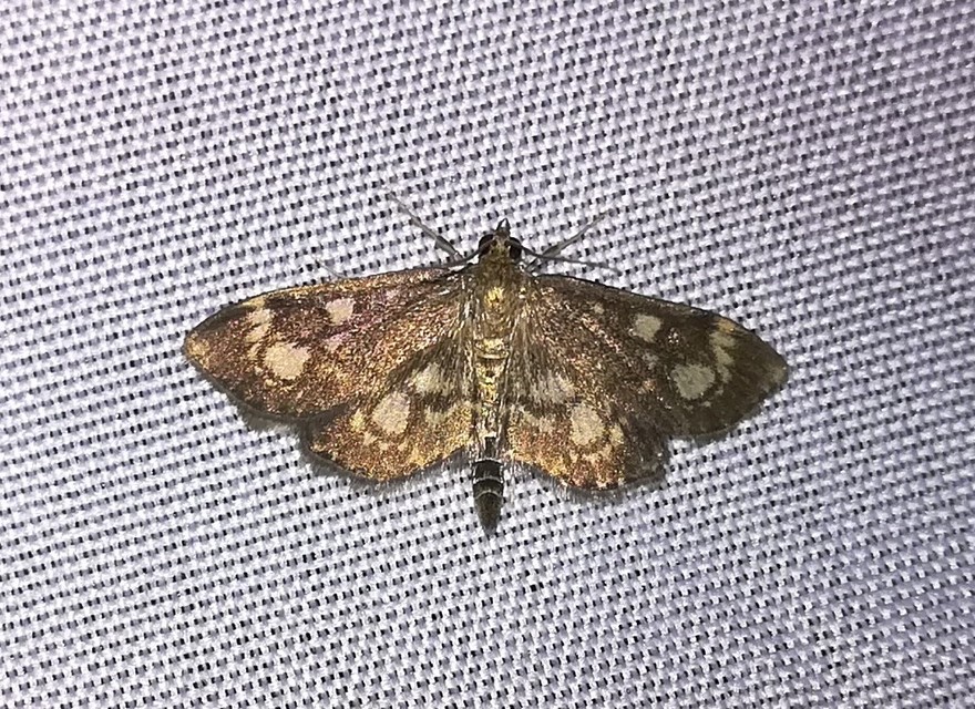 Anania coronata - koronás dudvamoly