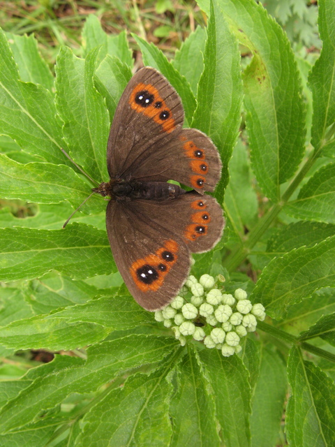 Erebia aethiops - közönséges szerecsenlepke