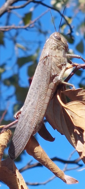Anacridium aegyptium - egyiptomi sáska