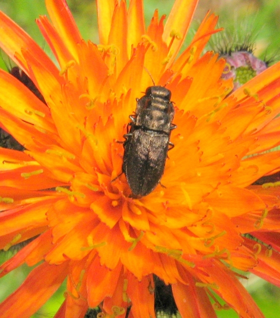 Anthaxia quadripunctata - fekete virágdíszbogár Anthaxia quadripunctata - fekete virágdíszbogár