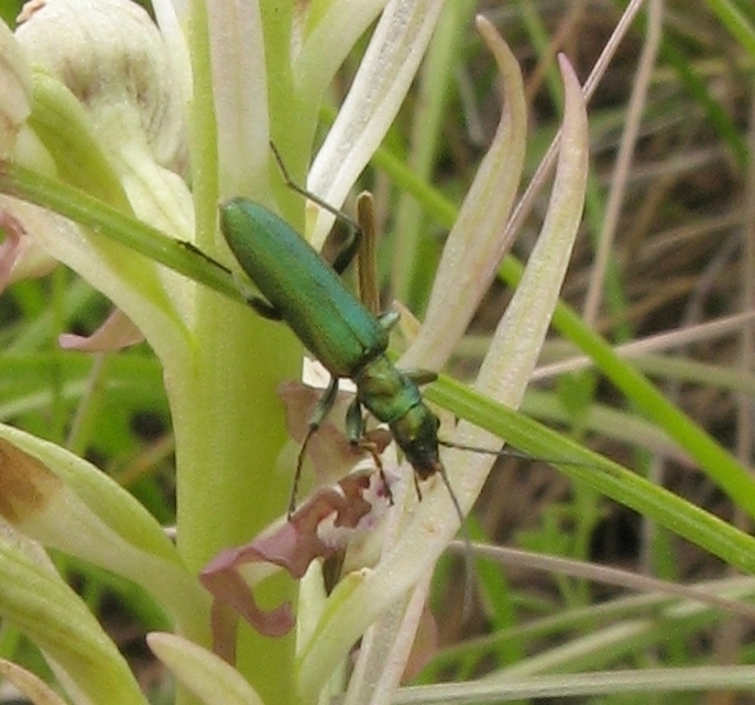 Chrysanthia viridissima - aranyos álcincér