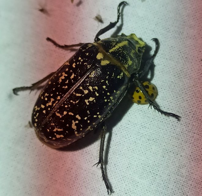 Polyphylla fullo - csapó cserebogár
