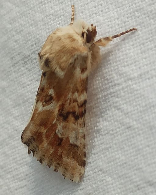 Eremobia ochroleuca - déli kockásbagoly