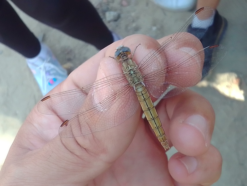 Orthetrum brunneum - pataki pásztorszitakötő