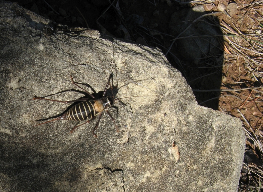 Ephippiger