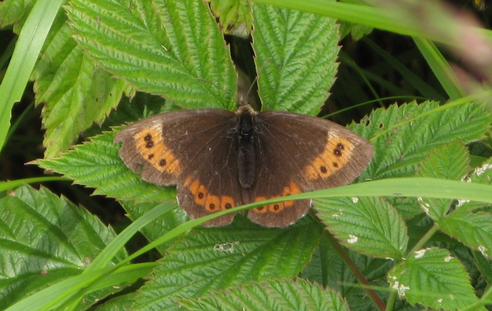 Erebia ligea - fehércsíkú szerecsenlepke