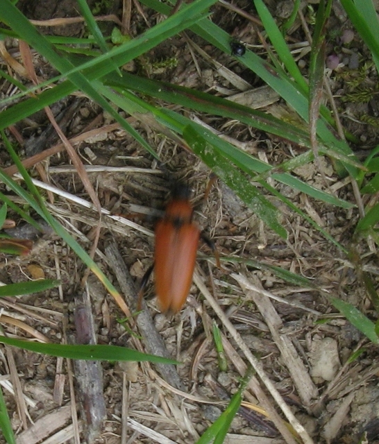 Stictoleptura rubra - vörös virágcincér