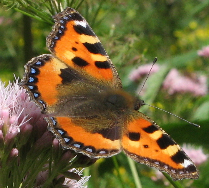 Nymphalis urticae - kis rókalepke