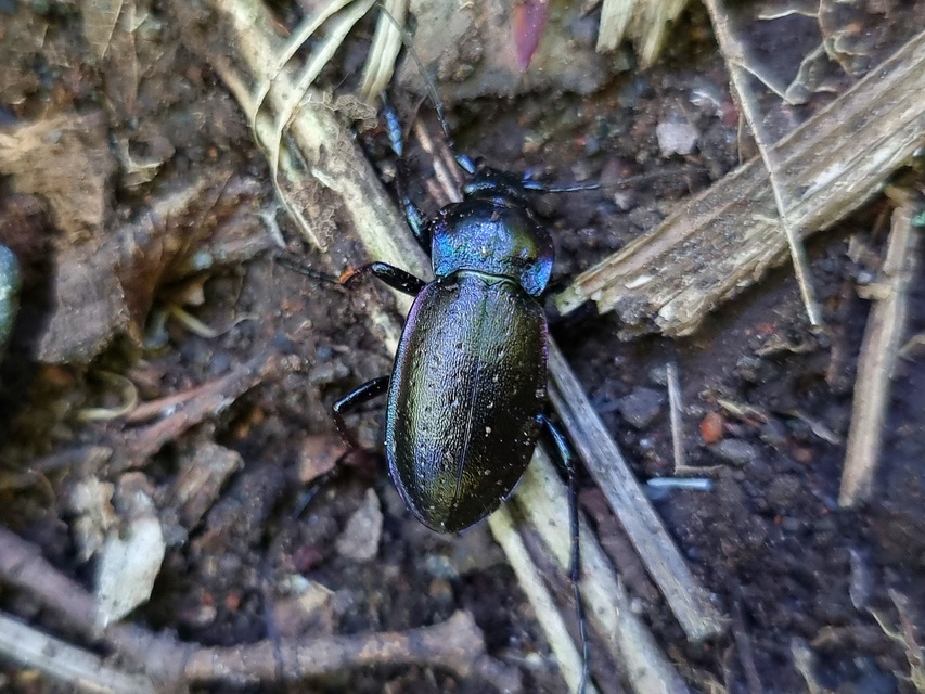 Carabus nemoralis - ligeti futrinka