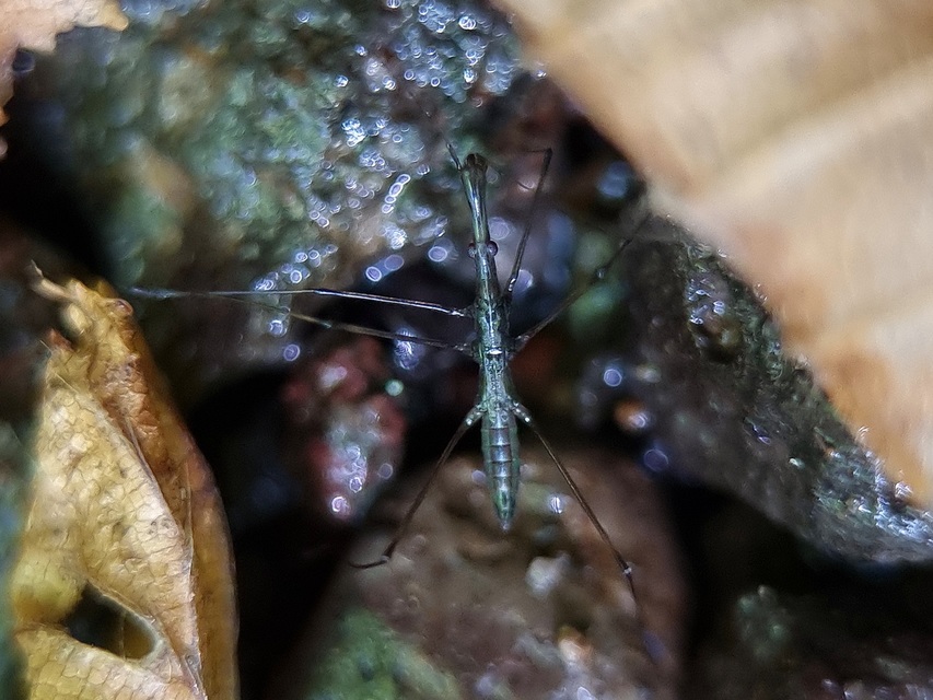 Hydrometra