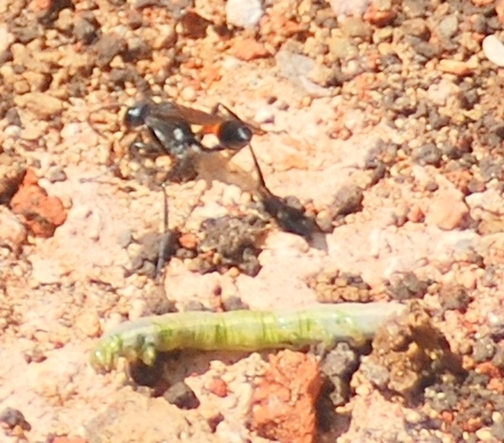 Ammophila