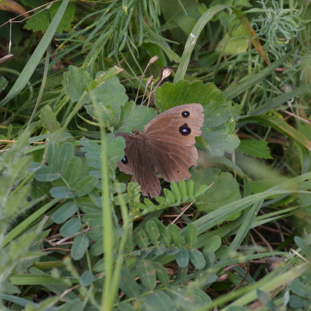 Minois dryas - fekete szemeslepke
