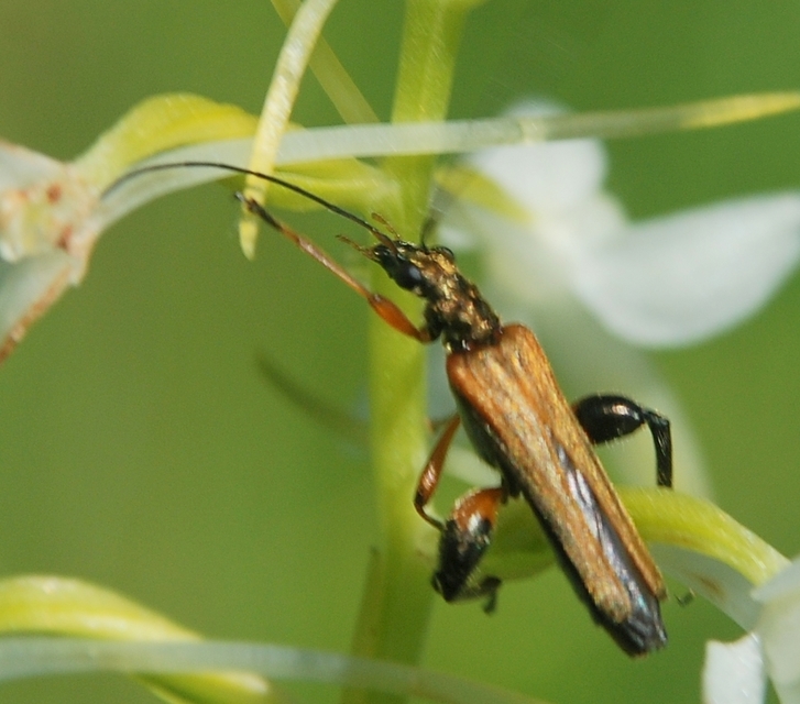 Oedemera podagrariae - székfű-álcincér