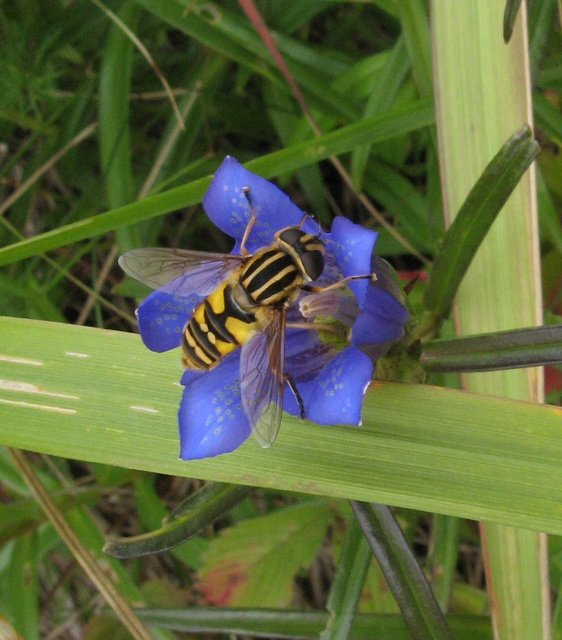 Helophilus pendulus - közönséges mocsárilégy