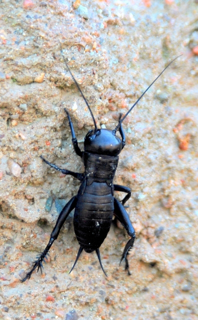 Gryllus campestris - mezei tücsök