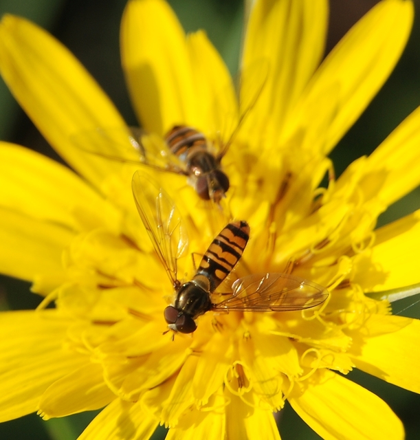Episyrphus balteatus - ékfoltos zengőlégy