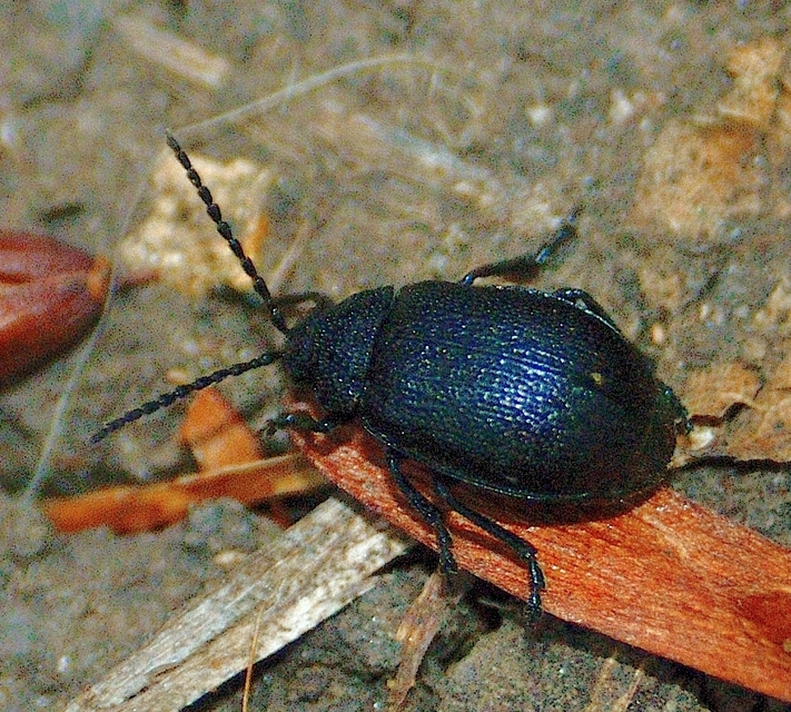 Galeruca tanaceti - fekete olajosbogár