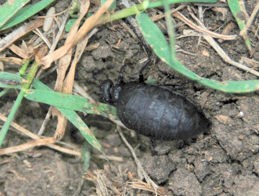 Meloe rugosus - ráncos nünüke