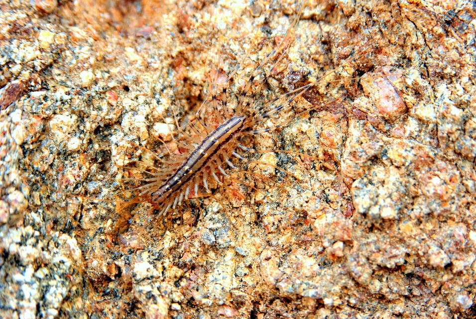 Chilopoda - Százlábúak