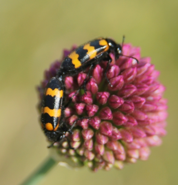 Mylabris variabilis - szalagos hólyaghúzó